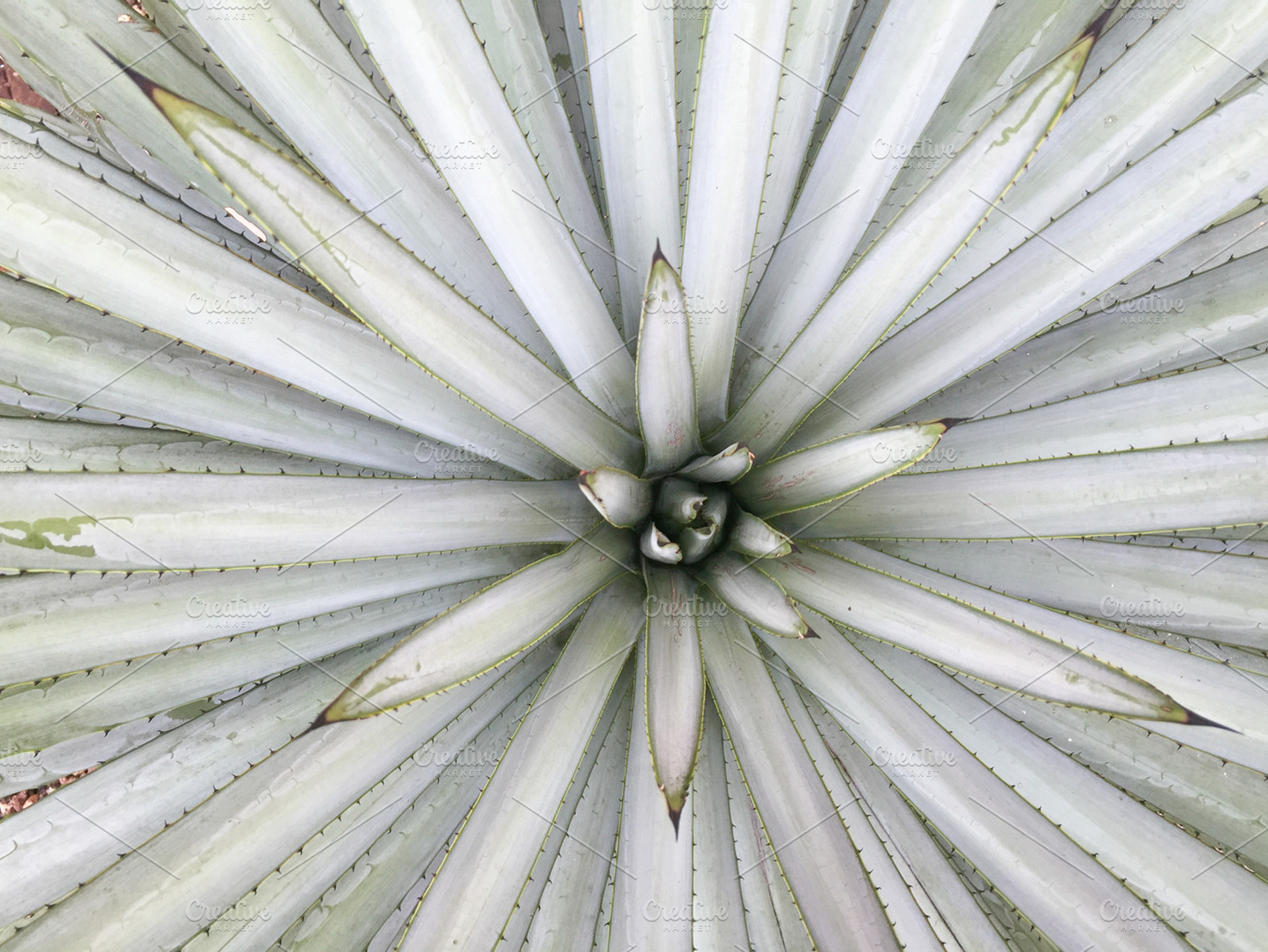 Agave tequilana (blue agave), a Nature Photo by mmeida