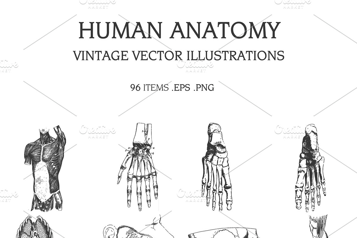 Vintage Vector Illustrations Bundle, a Food Illustration by TheBlackPixelCo (Photo 5 of 17)