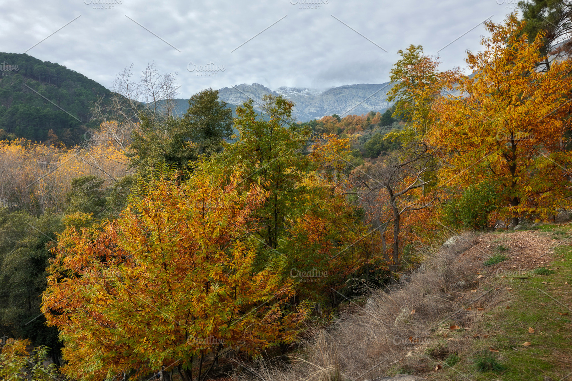 Autumn Forest Landscape with Colorfu, an Animal Photo by Perpis