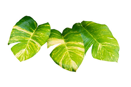 Monstera Variegated Leaf Isolated.