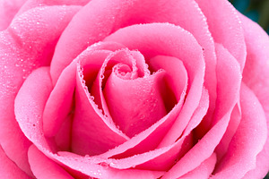 Close up of rose flower with water d containing background, beautiful, and