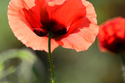 Red Poppy Bundle, a Nature Photo by Corner Croft Mockups (Thumbnail 3 of 5)