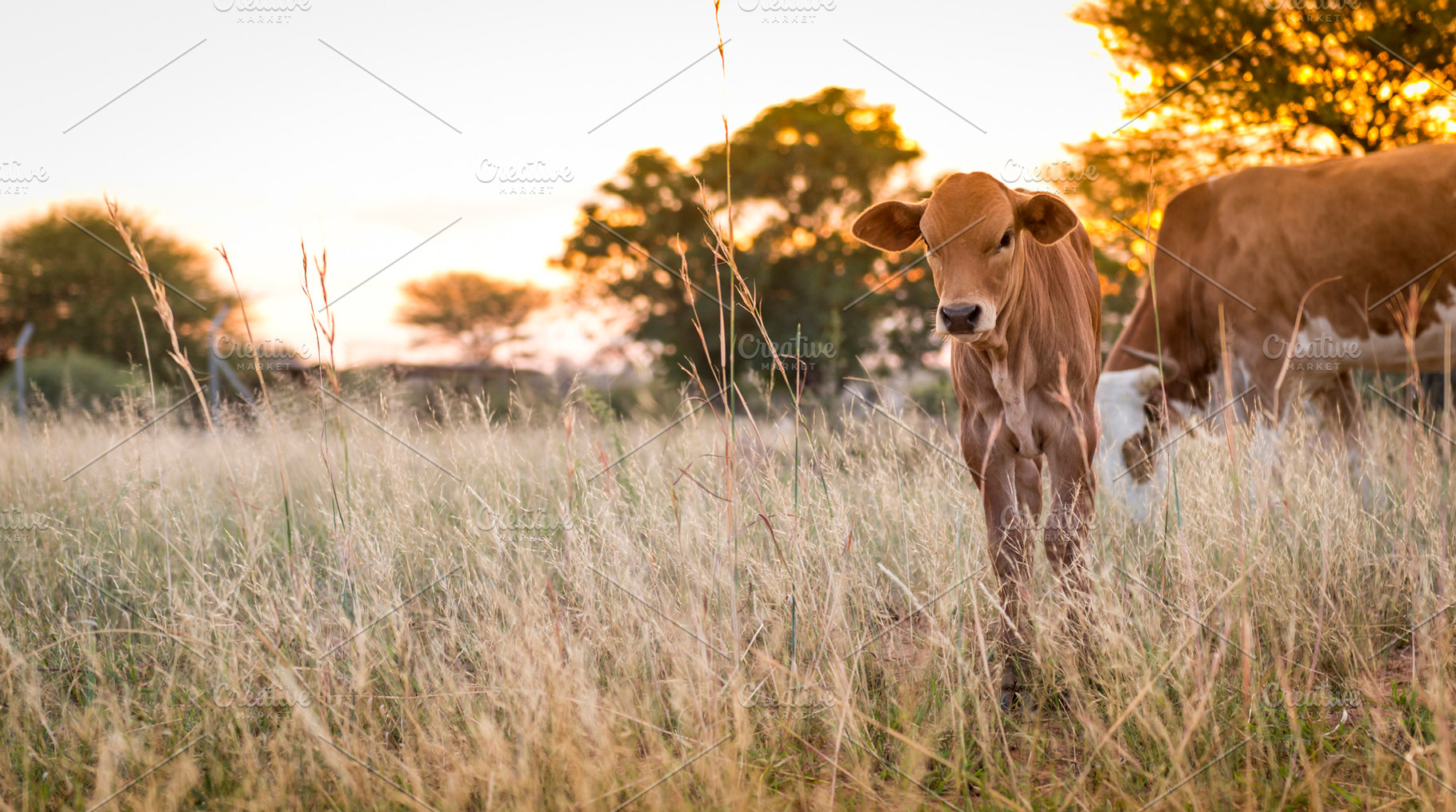 Cow Calf Grazing, an Animal Photo by THP Creative