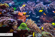 Underwater Photography Presets, a Plug-in Add-On by FixThePhoto (Thumbnail 27 of 32)