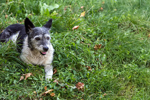 Happy Dog Resting in Grass, an Animal Photo by Ales Munt