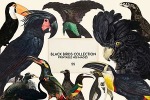 Black Birds Collection, an Animal Illustration by Lilithcollageart