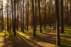 Green moss and grass on a ground in tall pine forest with hiking trail. An outd, a Nature Photo by Eugene_Photo