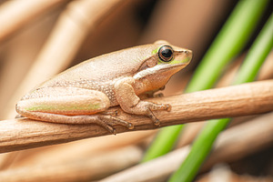 Eastern Dwarf Tree Frog