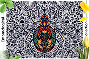 Entomological collection insect, a Decorative Illustration by Moonflora (Thumbnail 7 of 13)