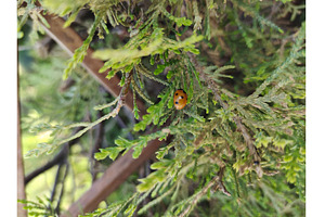 Bright red ladybug on leaf., an Animal Photo by LogosDen