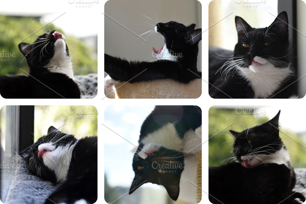6 Image Bundle: Tongue-out Tuxedo, an Animal Photo by Happiestscone Photography (Photo 2 of 2)