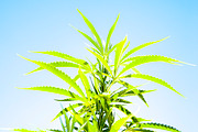 Marijuana Sativa Strain Stock Bundle, a Nature Photo by r.r.palacios (Thumbnail 5 of 6)