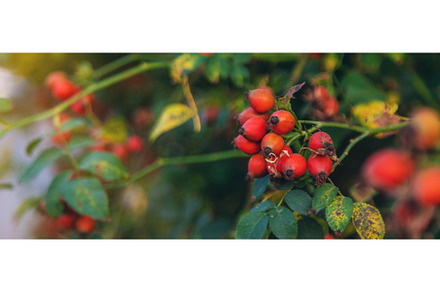 Rose hips in the garden. Selective, a Food & Drink Photo by yanadjana