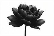 Floral Corner & Border Bundle, an Illustration by BIPLOB EXPERT (Thumbnail 3 of 9)