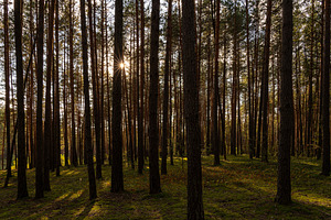Sunrise or sunset in tall pine forest with long shadows on mossy ground. Nature, a Nature Photo by Eugene_Photo