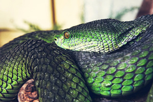 Green snake containing reptile, snake, and serpent