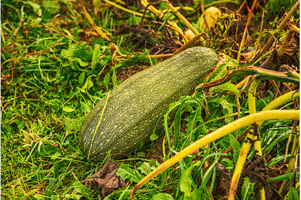 Green zucchini in the field., a Food & Drink Photo by Nature and travel