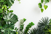 99 Frames of green leaves, a Nature Photo by Handmadefont (Thumbnail 30 of 100)