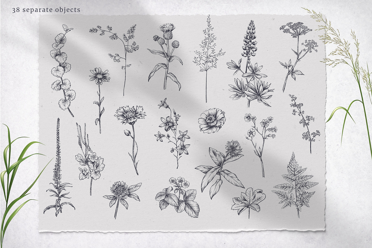 Wildflower Meadow Vector Set, a Decorative Illustration by Molly art (Photo 3 of 12)