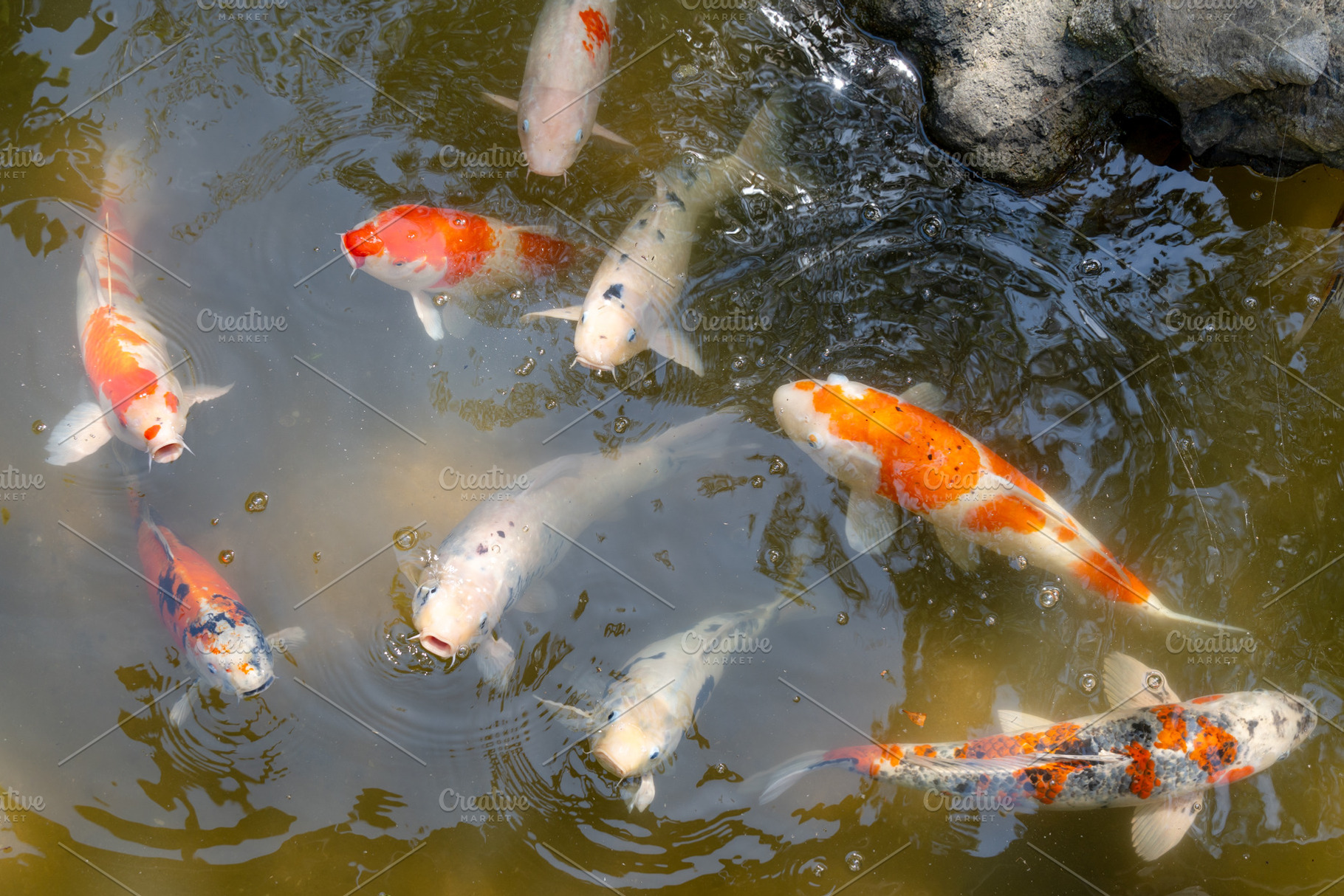 Colorful koi fish in Shukkei-en Japanese garden in Hiroshima, Ja, an Animal Photo by GoodGoods