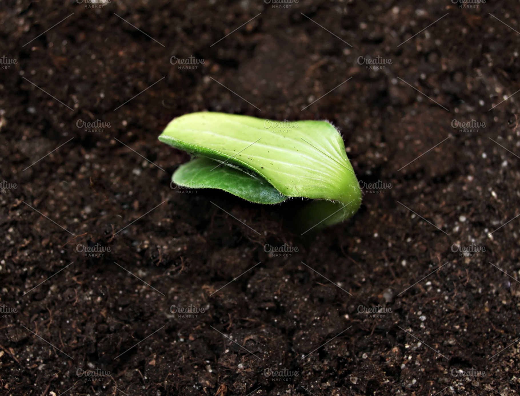 Green sprout, a Photo by saiko3p