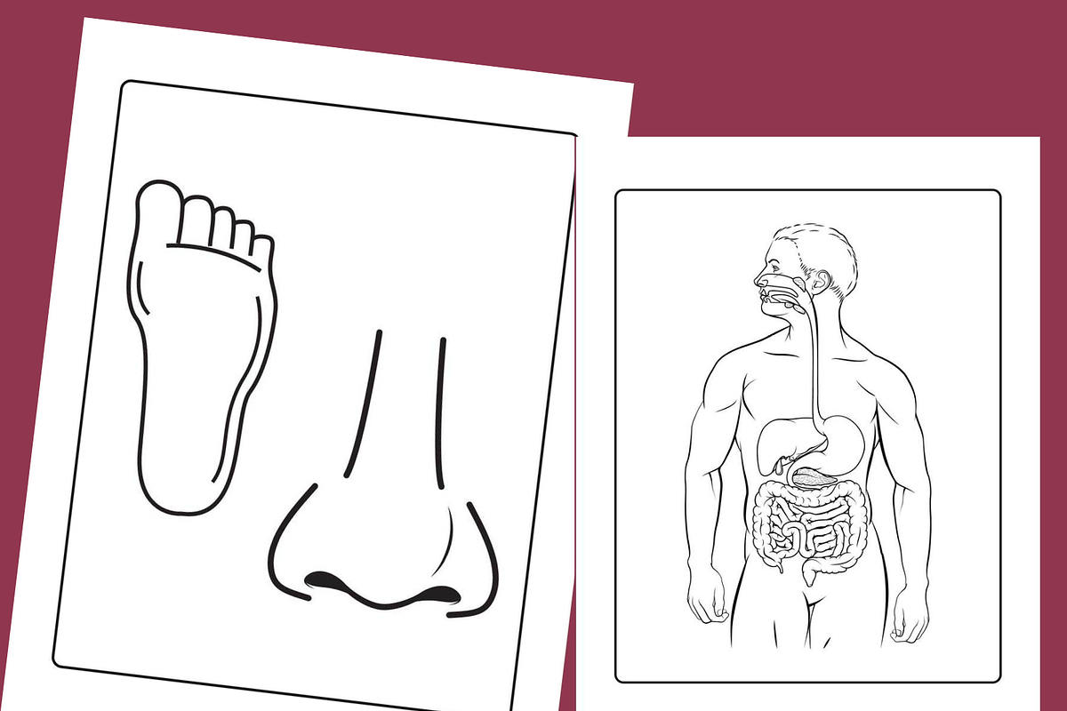 Anatomy Coloring Pages for kids, an Education Illustration by Sourcedigi (Photo 3 of 3)