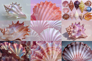 60 Aesthetic Seashells Stock Photos, a Nature Photo by Incomelion (Thumbnail 11 of 14)