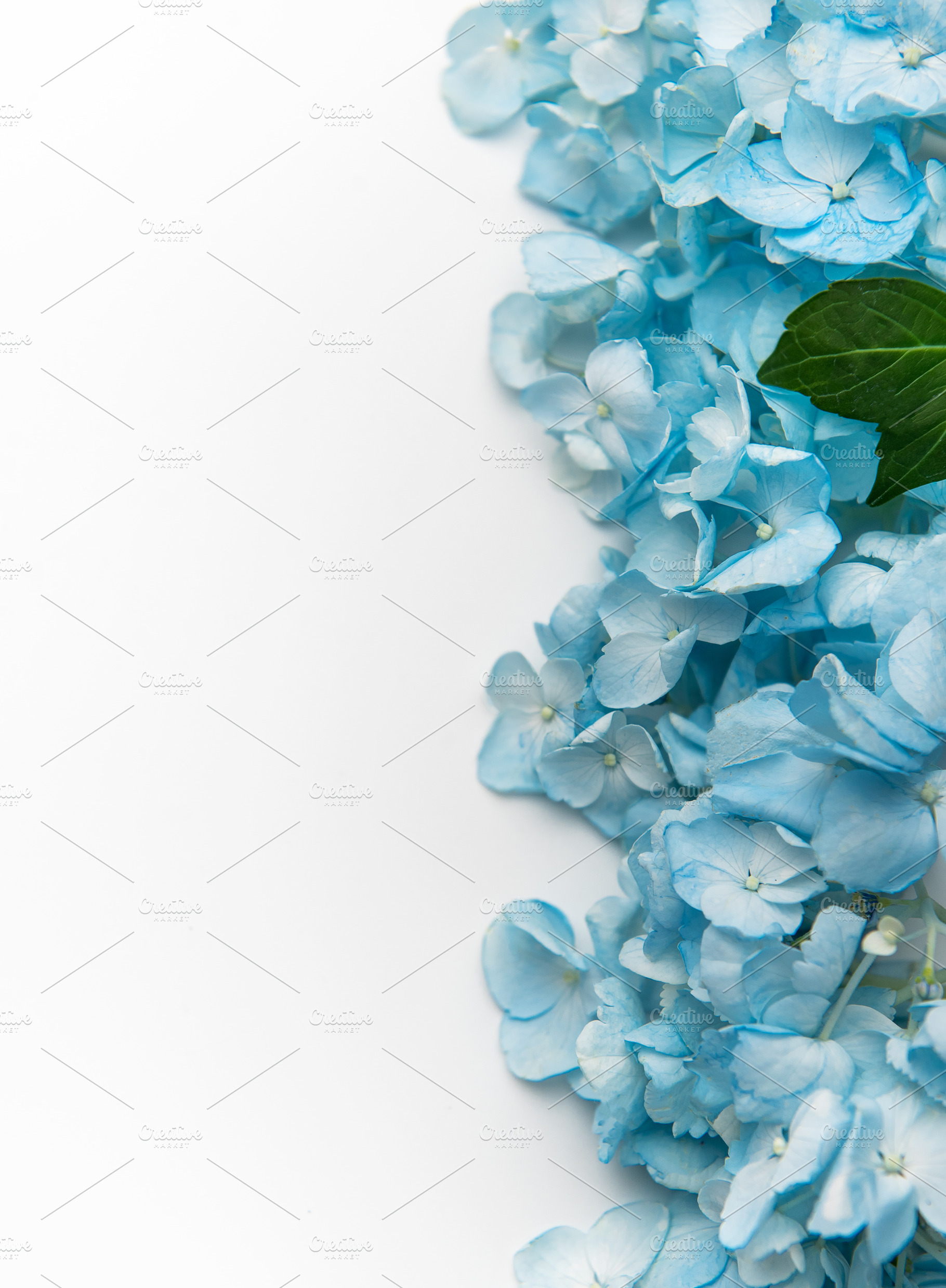 Blue hydrangea flowers creating delicate floral border template, a Nature Photo by Olena Rudo