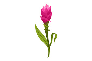 Turmeric root plant, icon. Natural, a Food Illustration by the8monkey
