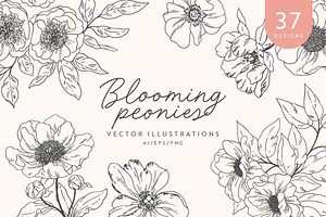 Peonies Vector Illustrations