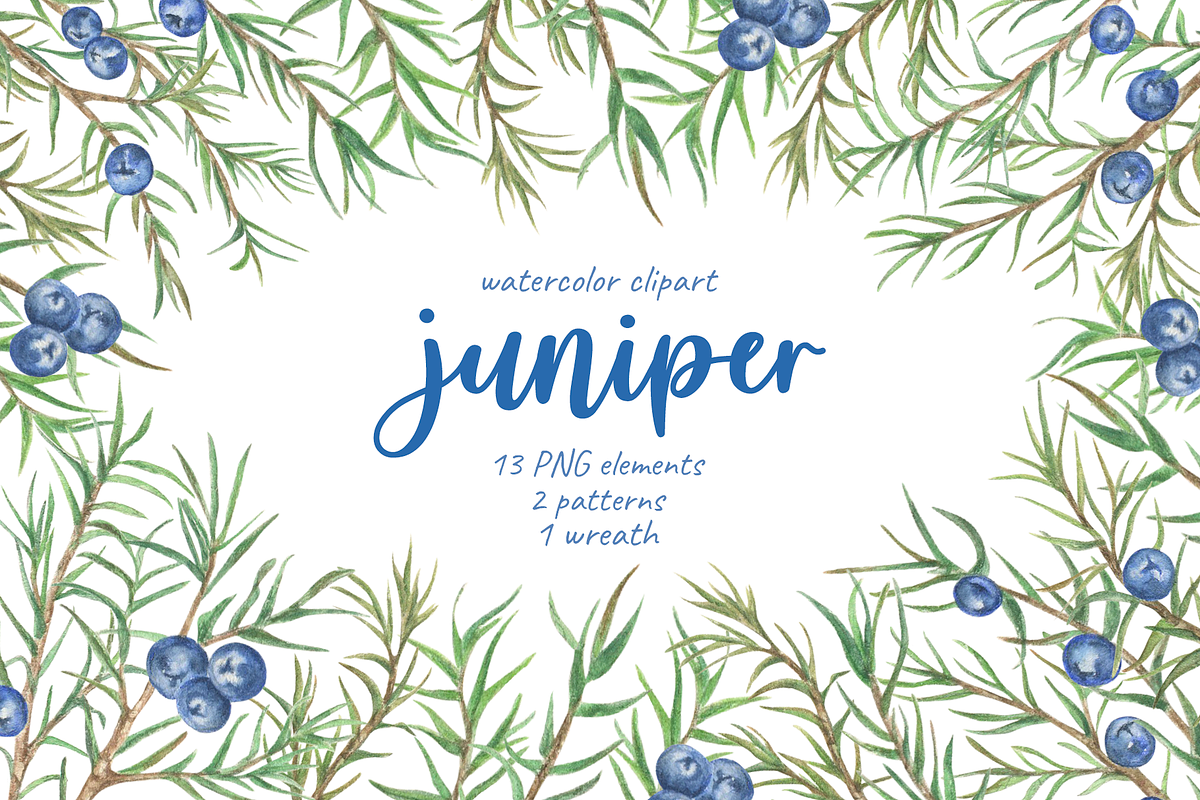 Juniper berries watercolor clipart, a Seasonal Illustration by Irina Avdeeva (Photo 1 of 5)
