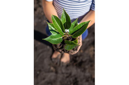 The child is planting a plant in the, a Nature Photo by yanadjana