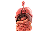 Human internal organs, a Characters & Person 3D Model by konstantin.ermolaev (Thumbnail 2 of 46)