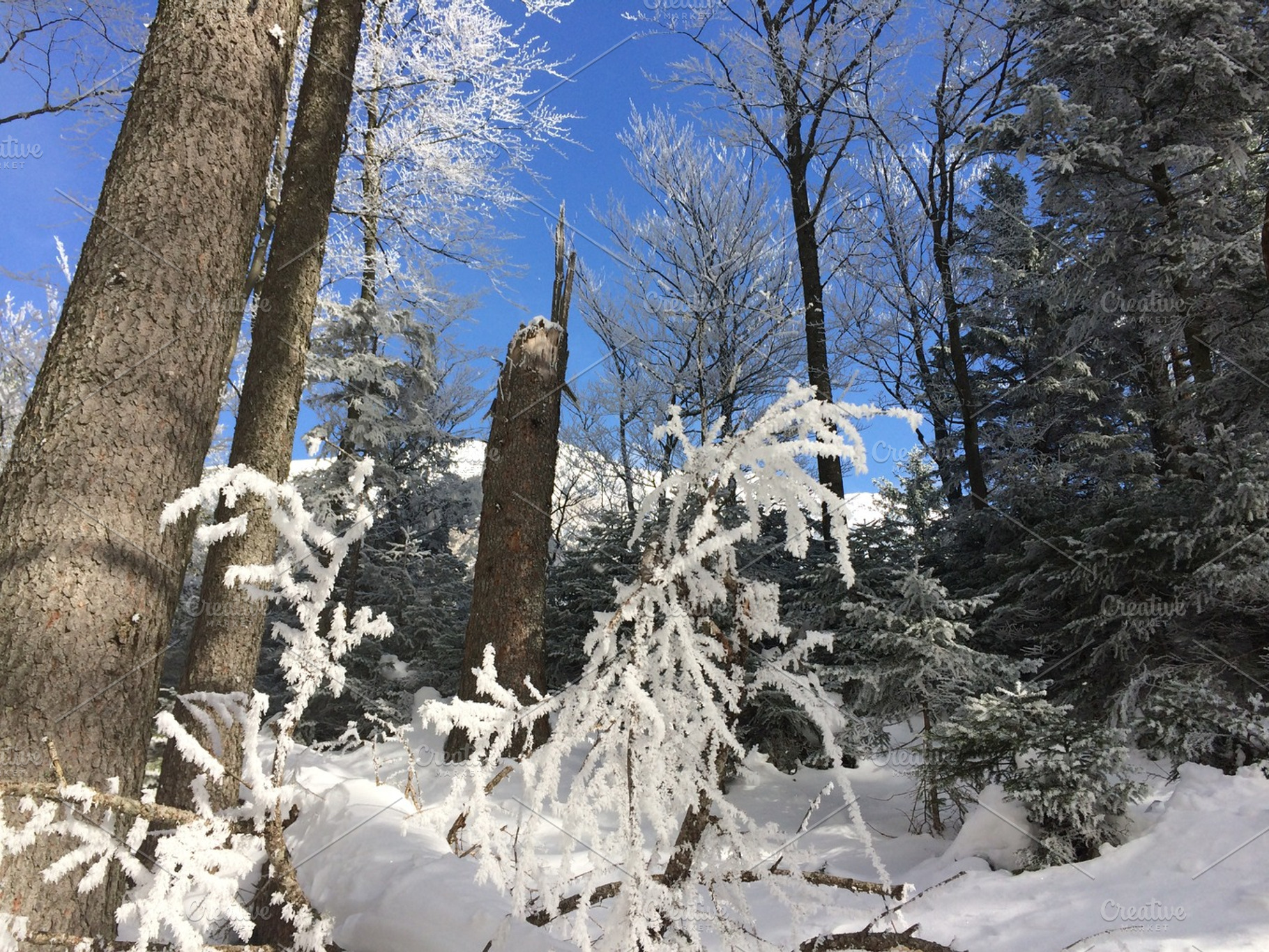 Clear Winter Sky And Forest Stock Photo Containing Winter And Snow