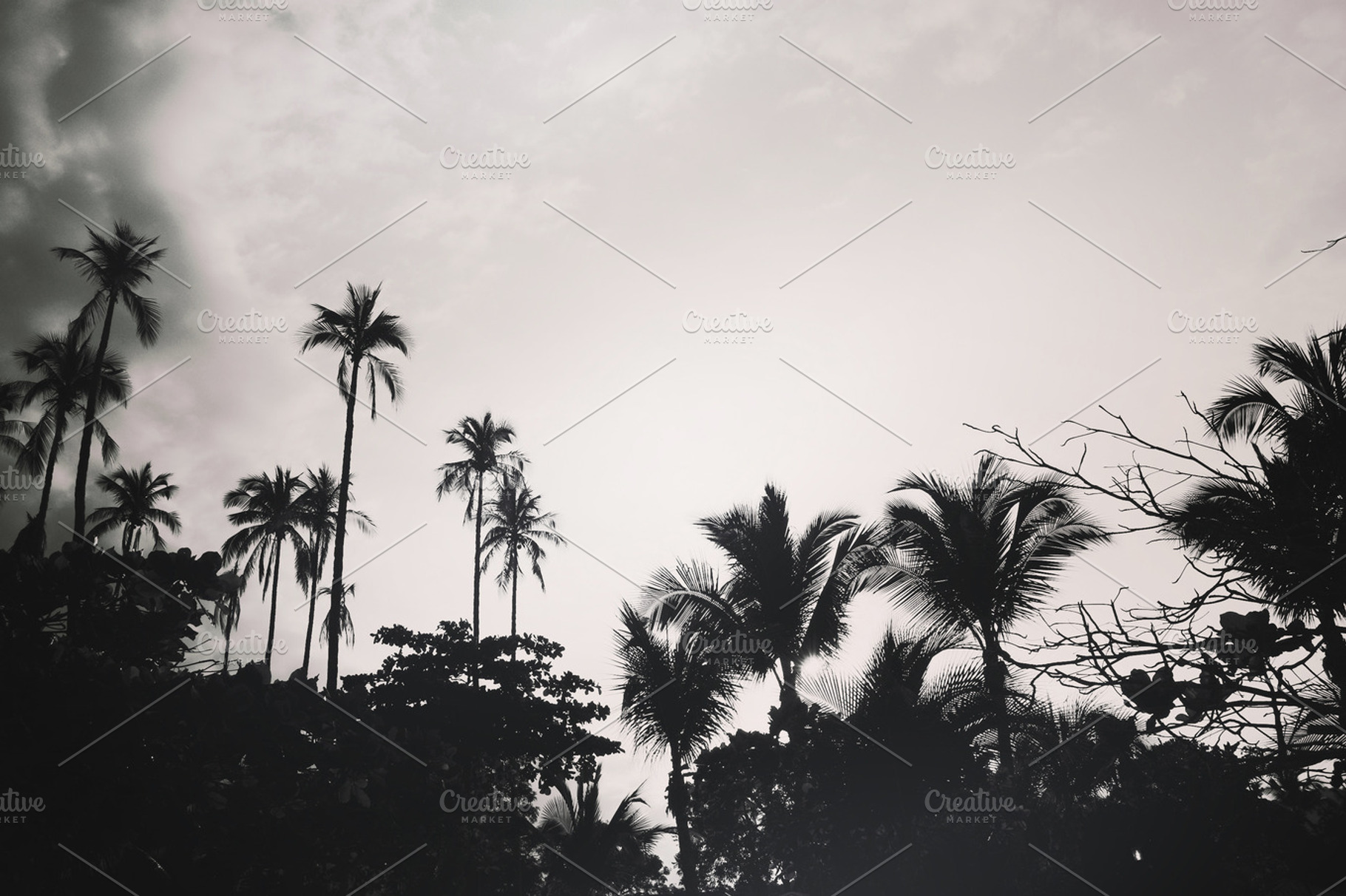 Palms In The Sky
