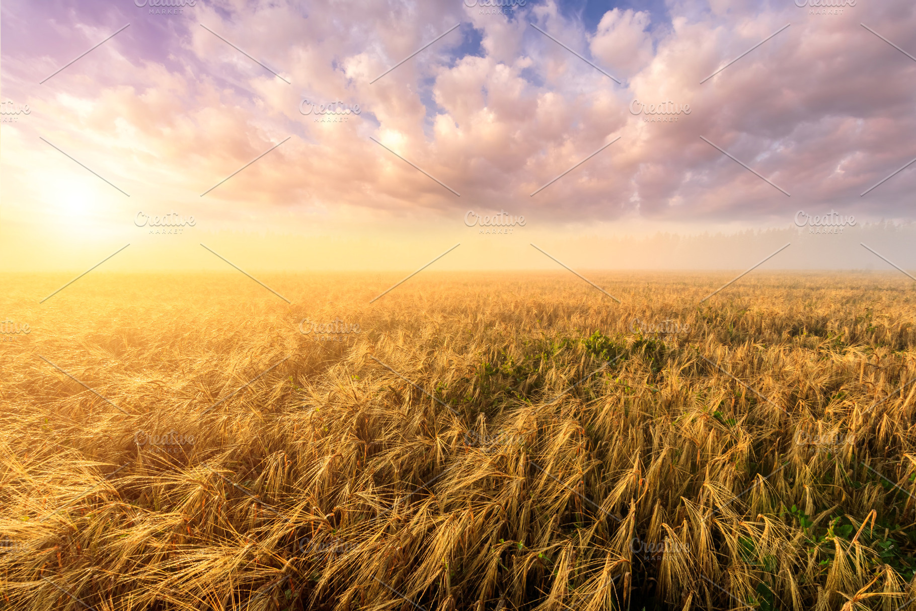 A golden wheat field at sunrise with a path leading into the dis, a Nature Photo by Eugene_Photo