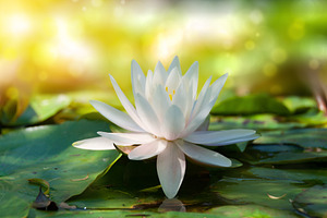 Closse up of lotus, water lily