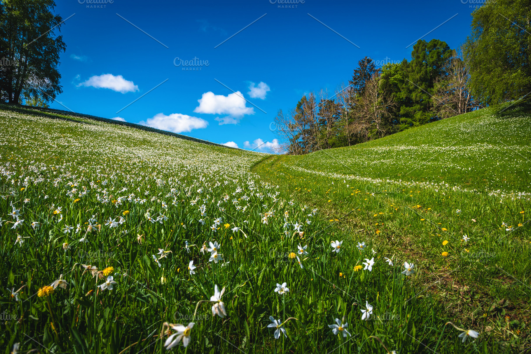 Hiking path on the flowery slope, a Nature Photo by Alpine Dreams