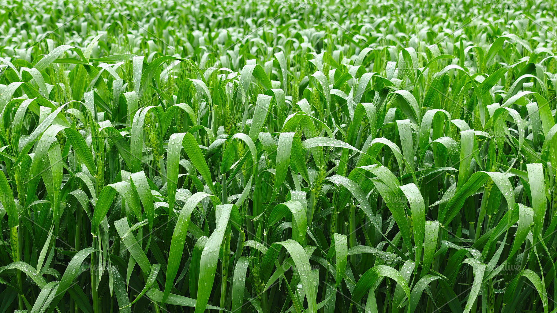 Young green wheat growing in an agricultural field, symbolizing, an Industrial Photo by salmon.black
