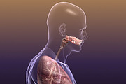 Respiratory System Lungs Body, a Characters & Person 3D Model by VisualCG (Thumbnail 3 of 5)