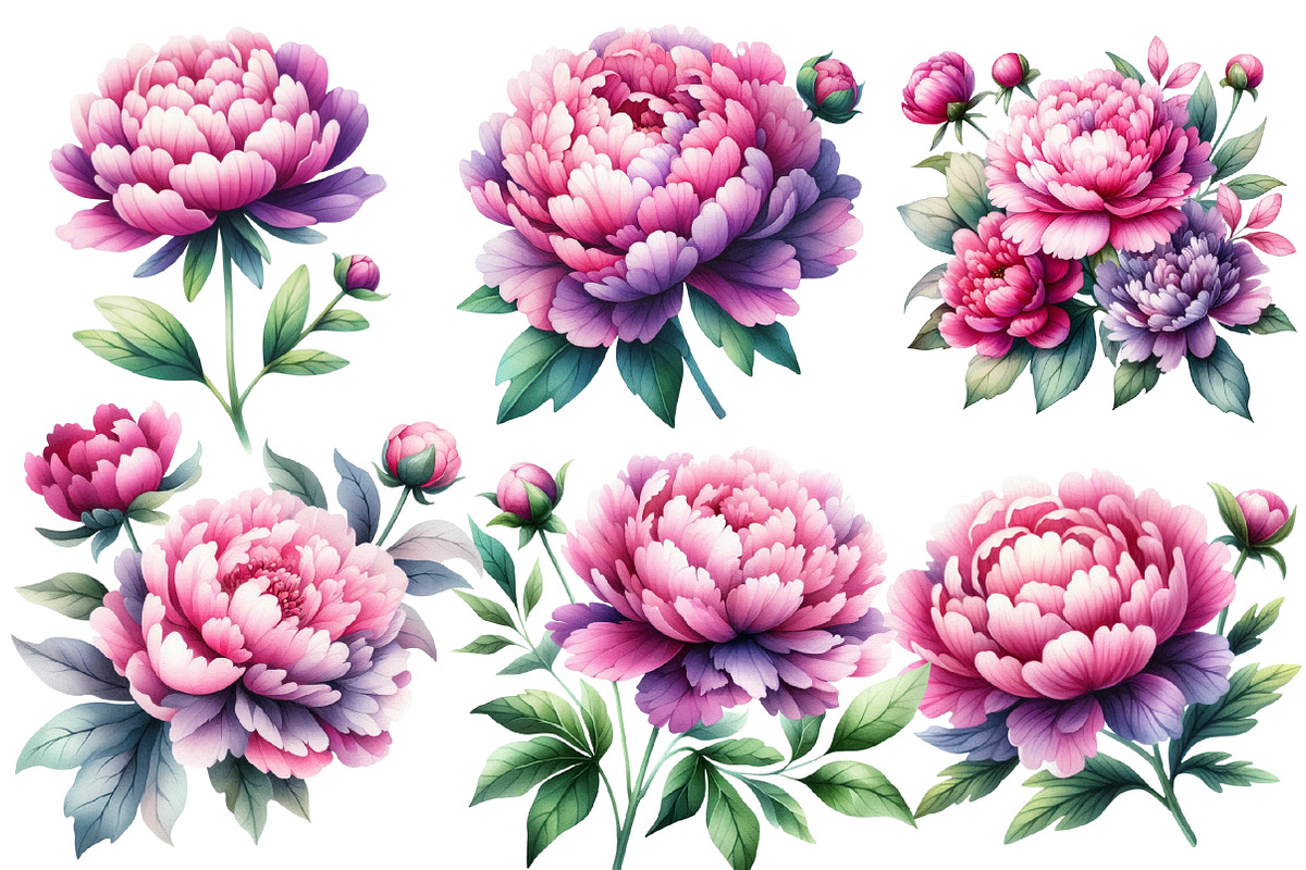 Pink & Purple Peony Flowers Clipart, an Illustration by Designworld (Photo 4 of 6)