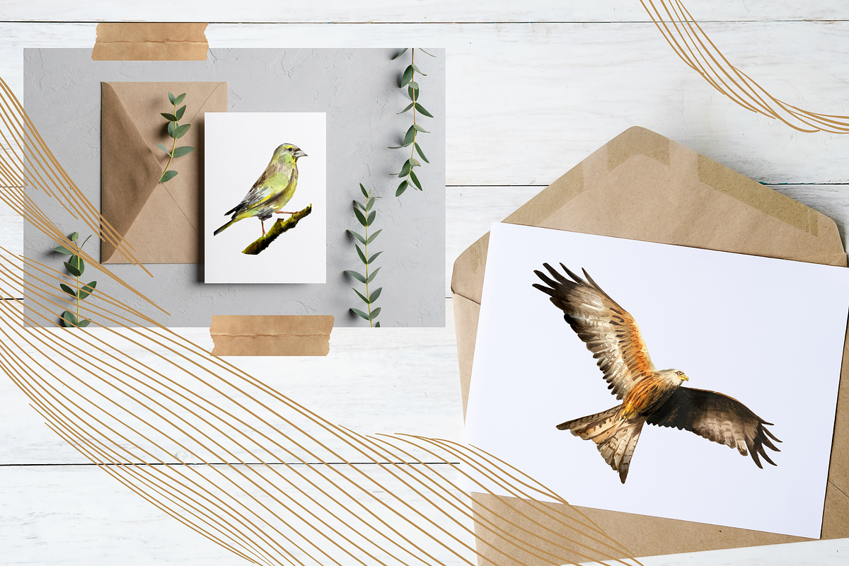 Watercolor Birds Clip Arts and Cards, an Education Illustration by Tati Bordiu (Photo 3 of 5)