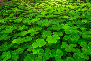 Redwood Sorrel