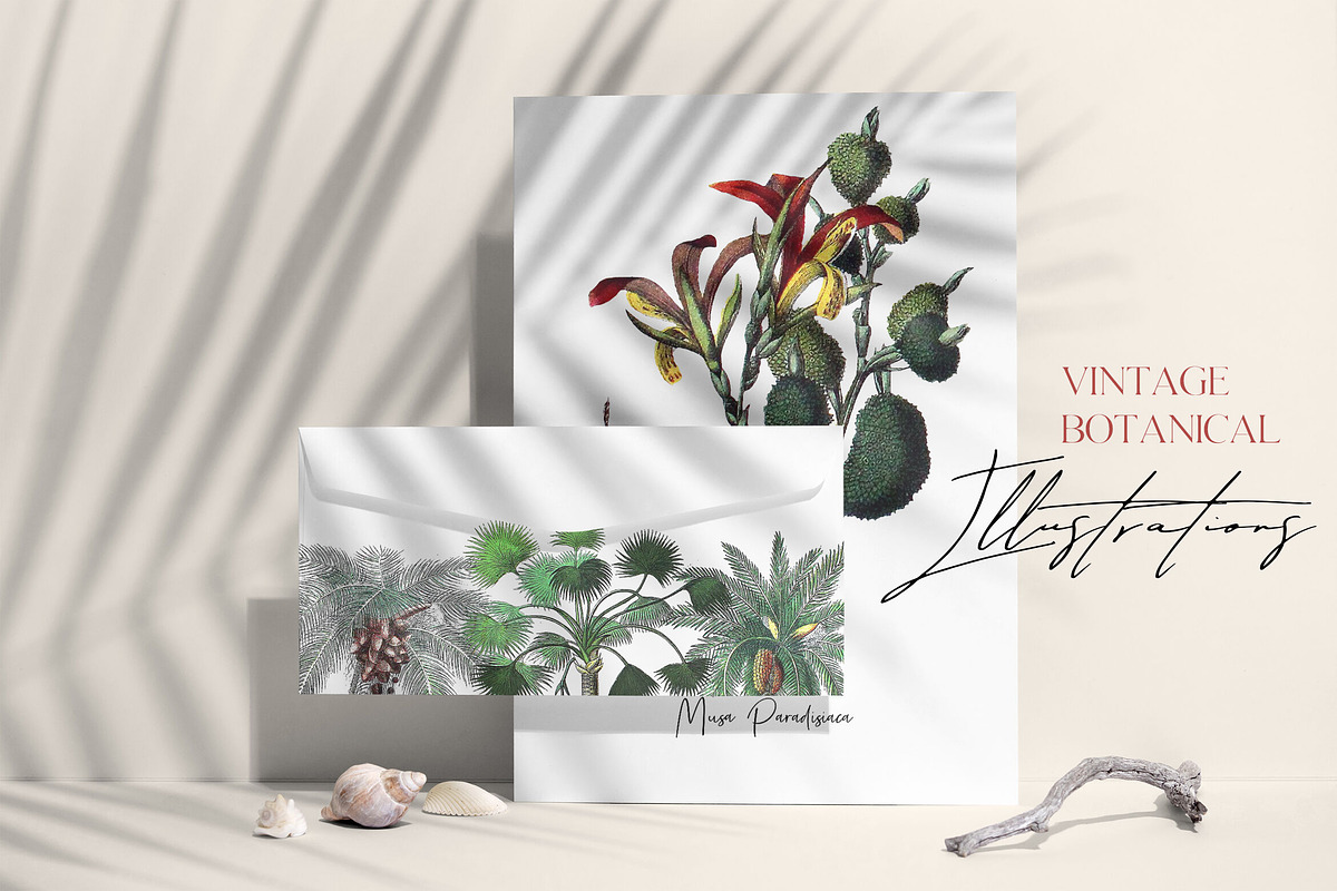 Vintage Jungle - Botany Tropical Set, an Object Graphic by Kaleriia (Photo 2 of 12)