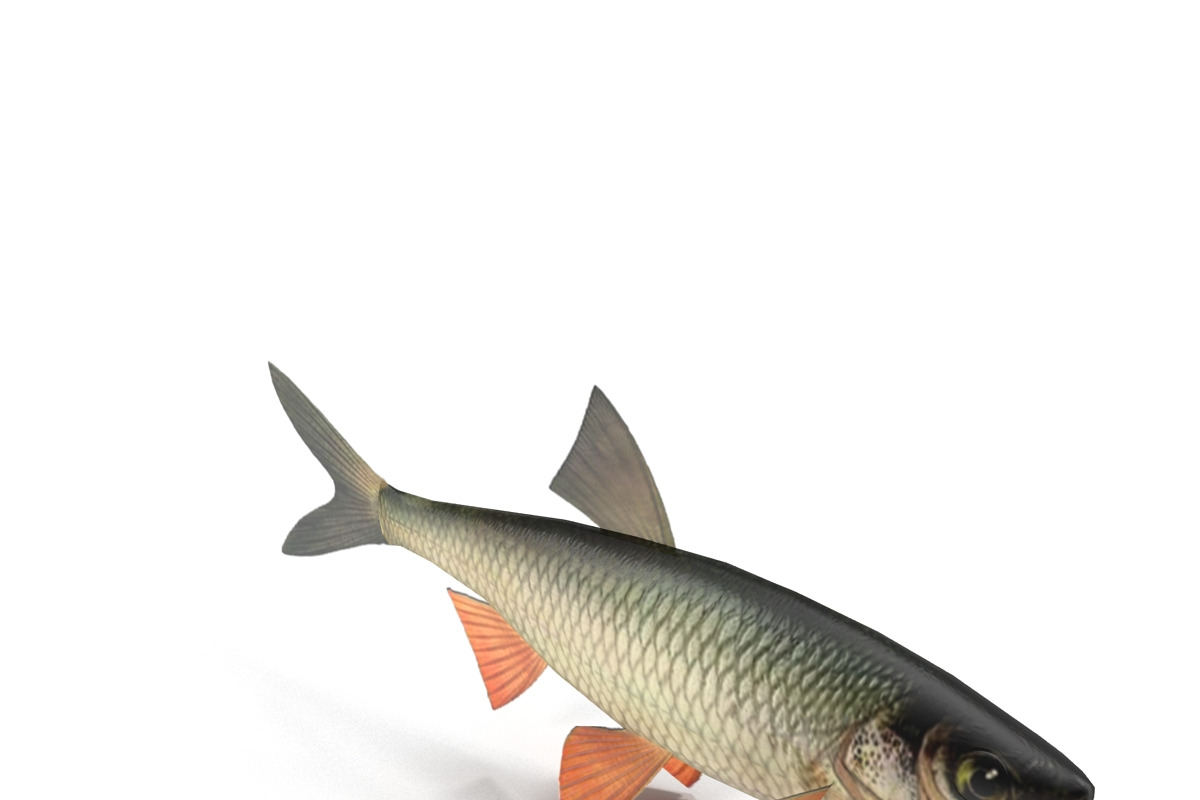 Chub, an Animal 3D Model by AndrewWhite (Photo 6 of 21)