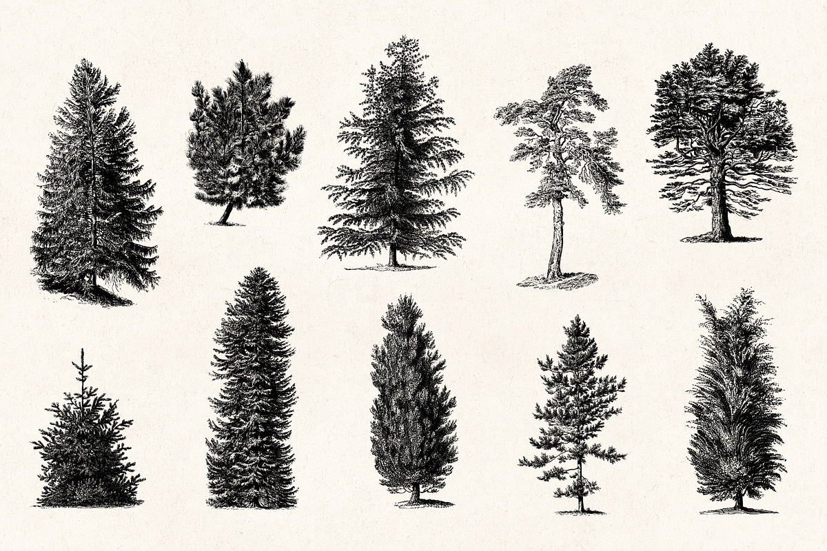 Trees - Vintage Illustrations Set, an Illustration by Graphic Goods (Photo 7 of 10)