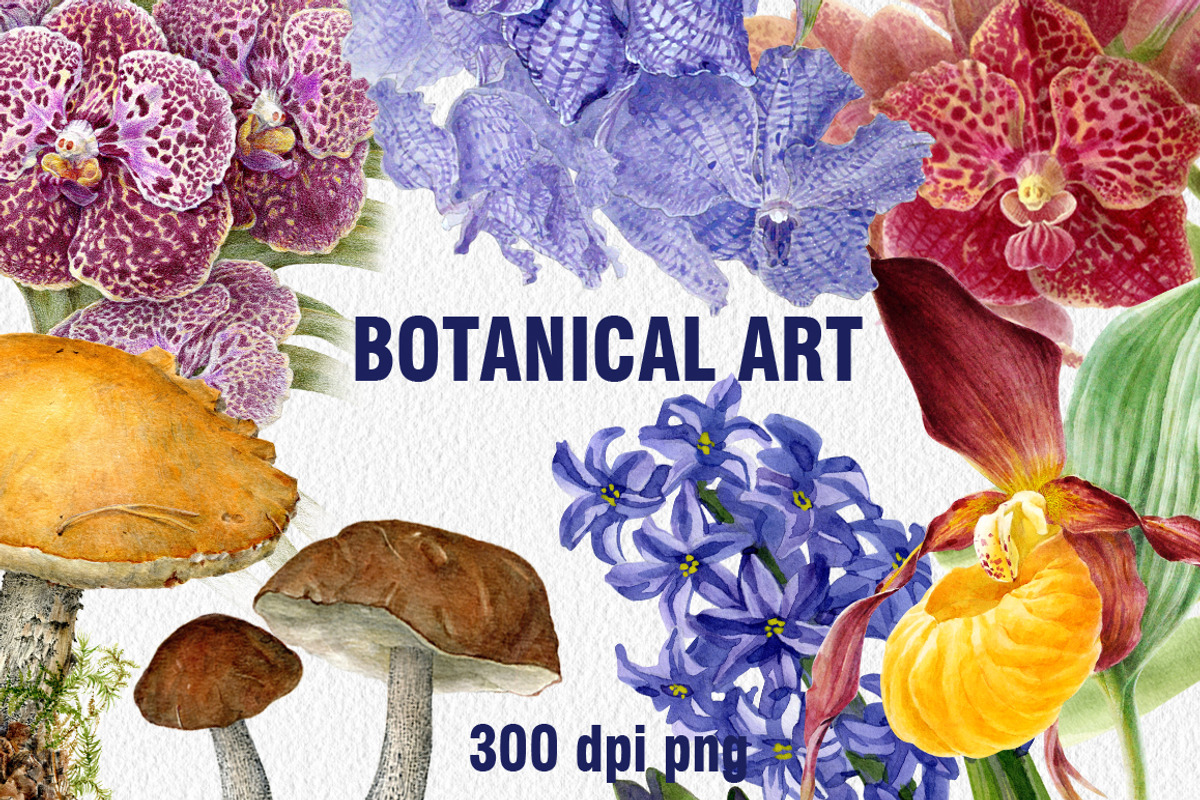 Botanical art watercolor and pencils, a Food Illustration by ViktoriArt (Photo 1 of 16)