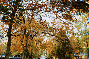 Autumn street scene with fall colors, leaves on the road, and people walking in, a Photo by AS photostudio