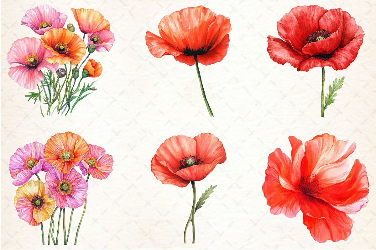 Corn Poppy Flower Bloom Clipart, an Illustration by Rose Art (Photo 2 of 6)