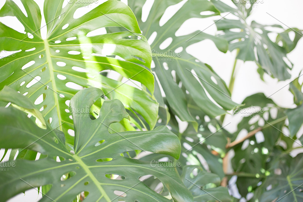 Living with Plants Photo Bundle, a Nature Photo by Wellness Stock Market (Photo 5 of 11)